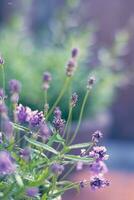 lavanda fioritura nel luce del sole foto