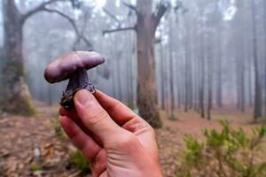 un' mano Tenere un' viola fungo nel il mezzo di un' foresta foto