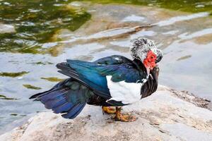 un' anatra con un' rosso testa in piedi su un' roccia foto