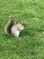 un' Visualizza di un' grigio scoiattolo nel un' Londra parco foto