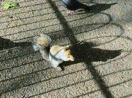 un' Visualizza di un' grigio scoiattolo nel un' Londra parco foto