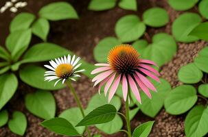 ai generato illustrazione di echinacea purpurea generativo ai. un' classico nord americano prateria pianta con appariscente grande fiori. foto