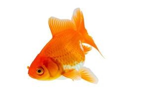 oranda pesce rosso isolato su bianca sfondo vicino su foto