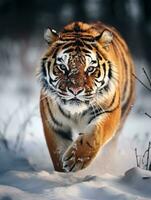 ai generato tigre nel selvaggio inverno natura. amur tigre in esecuzione nel il neve. foto