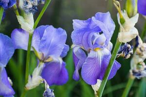 bellissimo blu e viola iris fiore a primavera e estate foto