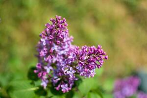 bellissimo viola lilla a sprintime su un' sfocato sfondo, syringa volgare foto