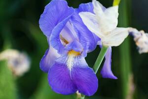 bellissimo blu e viola iris fiore a primavera e estate foto