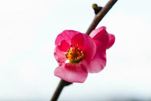 rosa giapponese Mela cotogna fiorire e ramo, Chaenomeles giapponese, malus floribunda foto