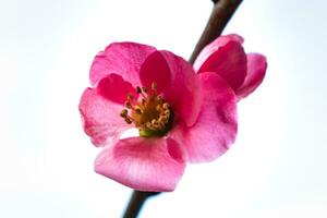 rosa giapponese Mela cotogna fiorire e ramo, Chaenomeles giapponese, malus floribunda foto
