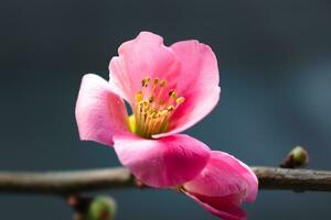 rosa giapponese Mela cotogna fiorire e ramo, Chaenomeles giapponese, malus floribunda foto