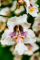 catalpa albero con fiori e foglie, catalpa bignonioidi, catalpa speciosa o sigaro albero foto