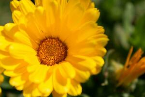 bellissimo giallo calendola officinalis fiore vicino su nel un' giardino su un' verde sfondo foto