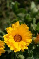 bellissimo giallo calendola officinalis fiore vicino su nel un' giardino su un' verde sfondo foto