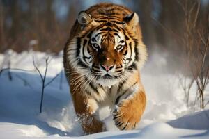 ai generato tigre nel selvaggio inverno natura. amur tigre in esecuzione nel il neve. foto