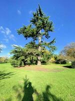 un' Visualizza di un' parco nel Londra mostrando il autunno colori foto