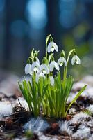 ai generato bucaneve fiore in crescita nel neve nel presto primavera foresta. primavera fiori bucaneve simboleggiare il arrivo di primavera foto