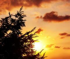 silhouette di albero al di sopra di tramonto foto