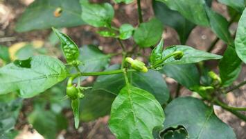 il bellissimo chili fiori capsico frutescens siamo ancora Chiuso. chili fiori nel il giardino. foto