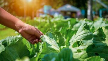 inteligente agricoltura con io, futuristico agricoltura 4.0 concetto, agricoltura 4.0, inteligente agricolo tecnologia e innovativo agricolo concetti, contadino usi il suo mani per toccare il le foglie di il impianti. foto