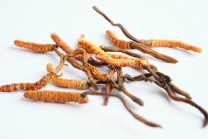 cordyceps sinensis o ofiocordyceps sinensis isolato su bianca sfondo, fungo erba trattamento medicinale. foto