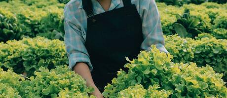 contadino coltivare salutare nutrizione biologico insalata verdure nel idroponica agribusiness azienda agricola. foto