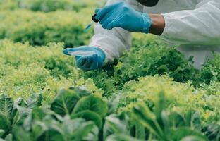 Due asiatico agricoltori ispezionando il qualità di biologico verdure cresciuto utilizzando idroponica. foto