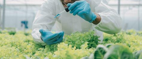 Due asiatico agricoltori ispezionando il qualità di biologico verdure cresciuto utilizzando idroponica. foto