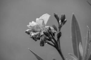 in ritardo estate nel il giardino foto