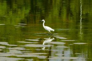 un' bianca uccello in piedi nel il acqua con suo lungo gambe foto