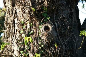 bellissimo alberi e impianti a campagna di Inghilterra UK foto