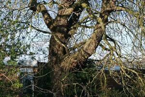 bellissimo alberi e impianti a campagna di Inghilterra UK foto