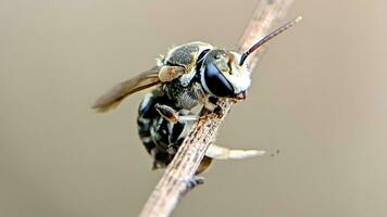 nomia, macro foto di un' miele ape su un' erba stelo