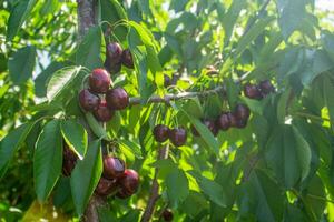 ciliegia frutta su albero rami foto