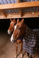 ritratto vicino su di Due di razza sella cavalli indossare scacchi coperta foto