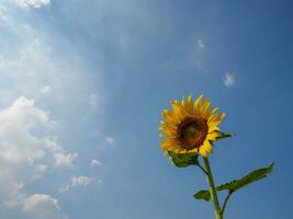 un' girasole fioritura nel il luce del sole con il cielo e un' pochi nuvole nel il sfondo. foto