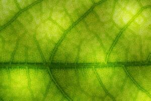 striature o strisce su il le foglie. il superficie di verde le foglie ha striature nel il modulo di rami. per uso come un' sfondo o sfondo. foto