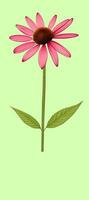 ai generato illustrazione di echinacea purpurea generativo ai. un' classico nord americano prateria pianta con appariscente grande fiori. foto
