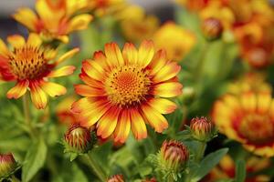 ai generato gaillardia o coperta fiore. luminosa e colorato occhiali da sole di caldo toni. ai generato foto