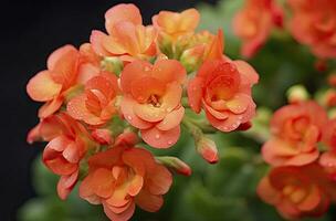 ai generato kalanchoe blossfeldiana. ai generato foto