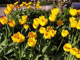 tulipani gialli nel parco foto