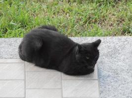 gatto nero sul marciapiede con sfondo di erba