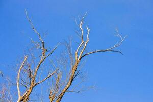 morto albero contro il blu cielo foto