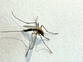 zanzara isolato su bianca carta sfondo Aedes aegypti zanzara. vicino su un' zanzara malaria foto