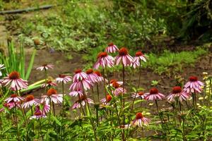 echinacea purpurea. un' classico nord americano prateria pianta con appariscente grande fiori. foto