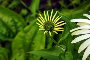 echinacea purpurea. un' classico nord americano prateria pianta con appariscente grande fiori. foto