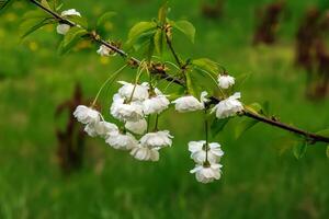 sakura o prunus serrulata nel presto primavera. giovane spara e fiori. foto