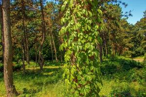 il tronco di un' scozzesi pino albero è intrecciate con selvaggio uva. foto