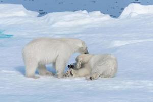 Due giovani cuccioli di orso polare selvatico che giocano sulla banchisa nel mare artico, a nord delle svalbard foto