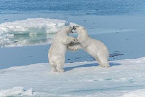 Due giovani cuccioli di orso polare selvatico che giocano sulla banchisa nel mare artico, a nord delle svalbard foto