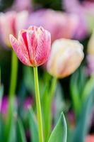tulipani colorati in giardino.